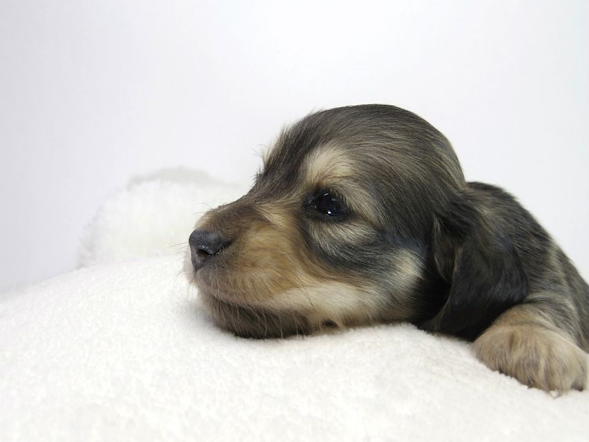 カニンヘン ダックスフンド 子犬 シェーデットクリーム 女の子 カニンヘン ダックスフンド 子犬 シェーデットクリーム 女の子