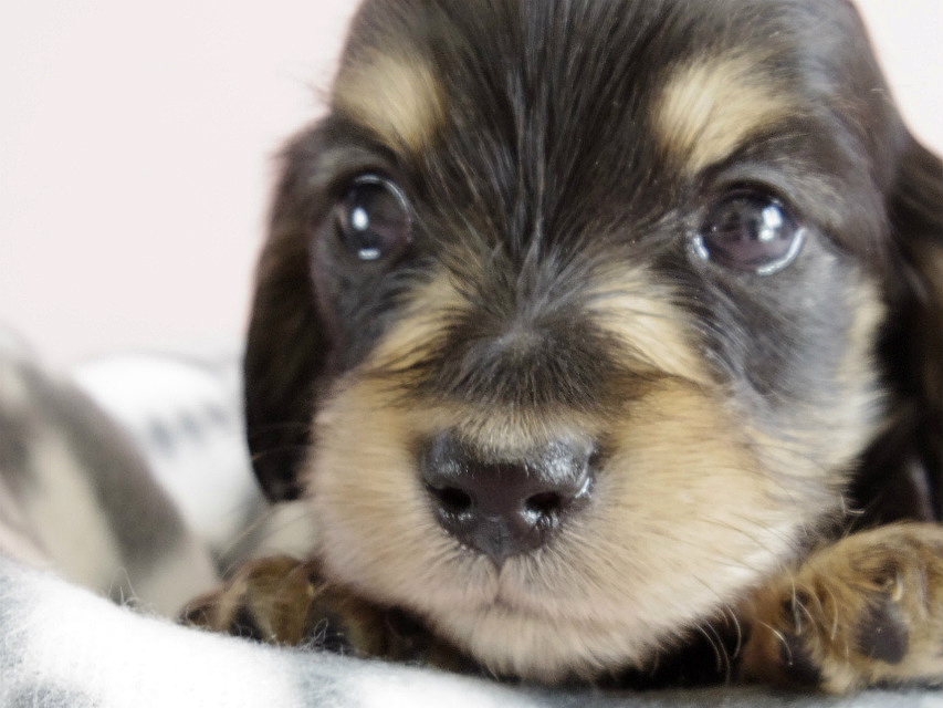 カニヘン　子犬　ブラクリ　男の子