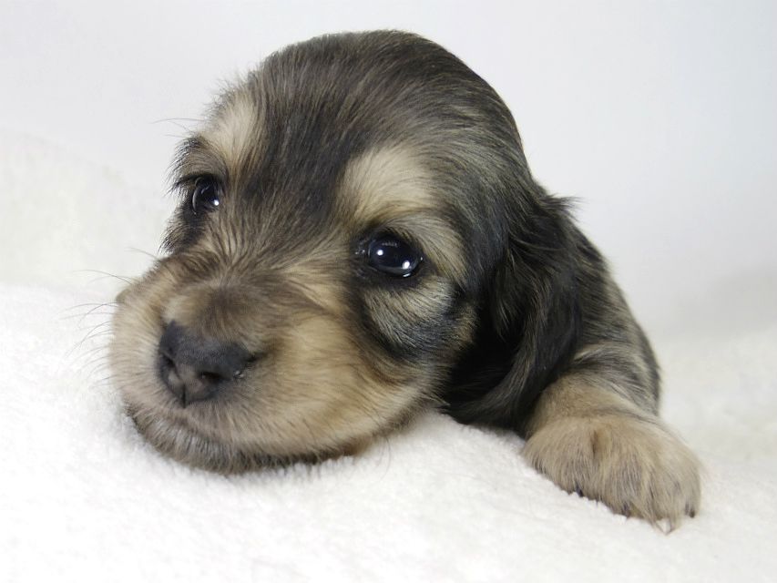 カニンヘン ダックスフンド 子犬 シェーデットクリーム 女の子 カニンヘン ダックスフンド 子犬 シェーデットクリーム 女の子