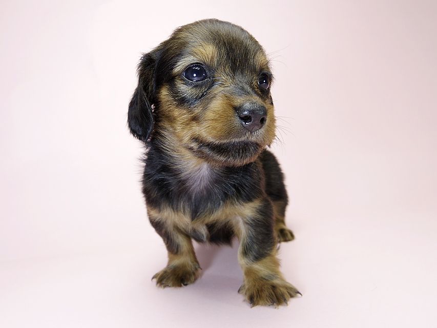 カニンヘン ダックスフンド 子犬 シェーデットレッド 女の子