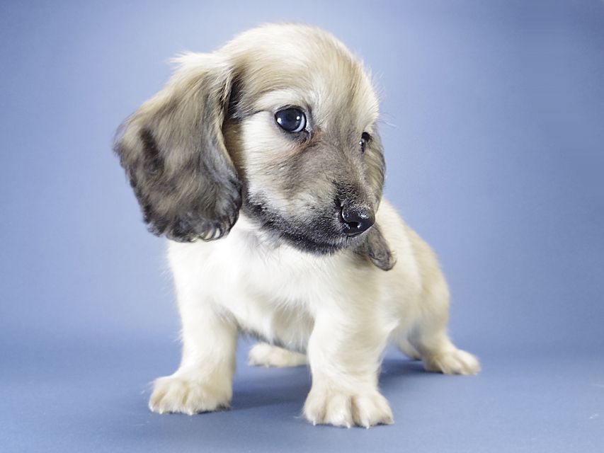 カニンヘン ダックスフンド シェリー.Tiとクッキーの赤ちゃん シェーデットクリーム 男の子2