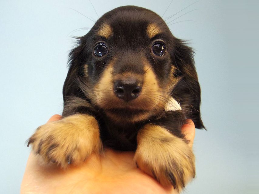 カニンヘン ダックスフンド ハナビ & オスカルの赤ちゃん 7/17生まれ ブラッククリーム 女の子089 カニンヘン ダックスフンド ハナビ & オスカルの赤ちゃん 7/17生まれ ブラッククリーム 女の子