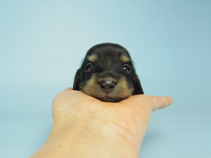 ダックスフンド カニンヘン 黒豆 & アサヒの赤ちゃん  ブラクリ男の子