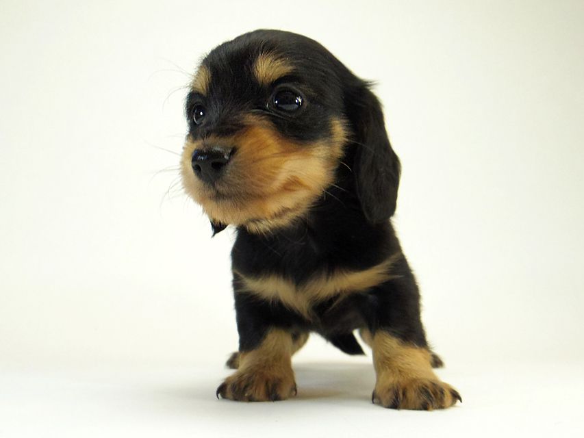 カニンヘン ダックスフンド すもも.ky & オスカルの赤ちゃん