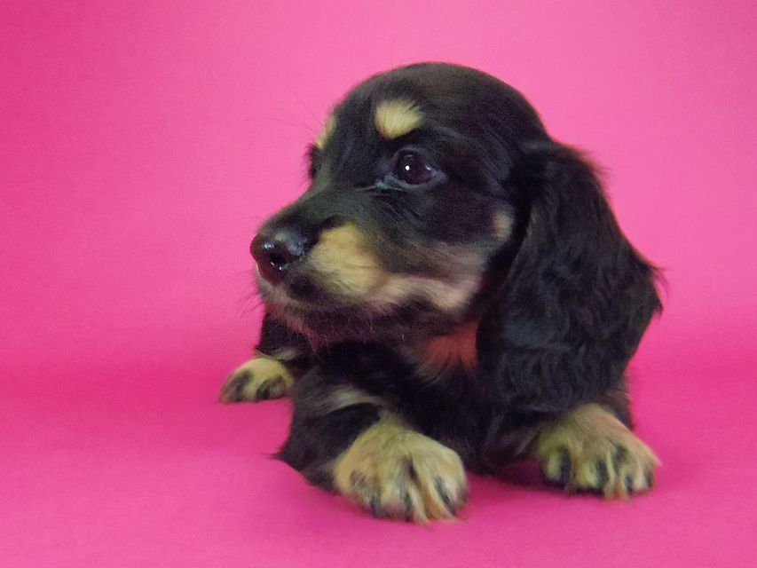 ダックスフンド わかば & 武蔵の子犬 ブラッククリーム 女の子