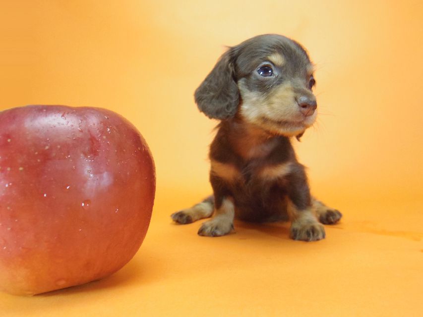 ダックスフンド ピノ & アレックスの赤ちゃん チョコタン 女の子②