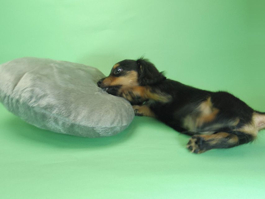 ダックスフンド ピノ & アレックスの子犬 ブラッククリーム 男の子