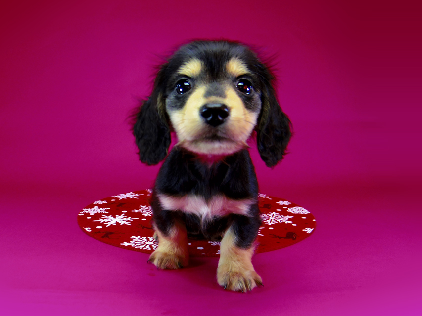 ダックスフンド SHELLY.mi & オスカルの子犬 ブラッククリーム 女の子②089 ダックスフンド SHELLY.mi & オスカルの子犬 ブラッククリーム 女の子②