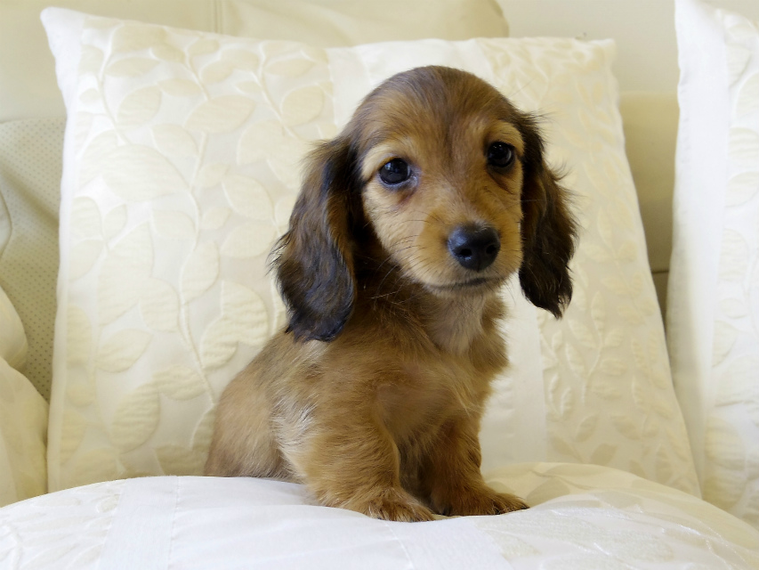 カニンヘン ダックスフンド シェーデットレット　男の子