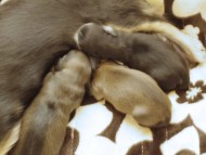 カニンヘン ハナビ