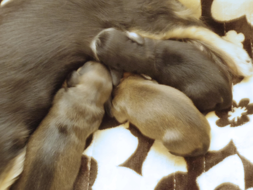 ハナビが出産しました