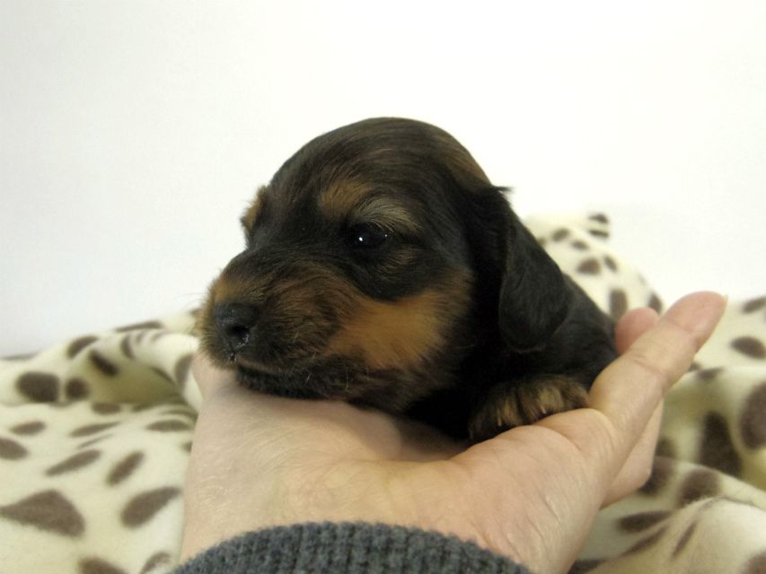 カニンヘン ダックスフンド 子犬 シェーデットレット 男の子