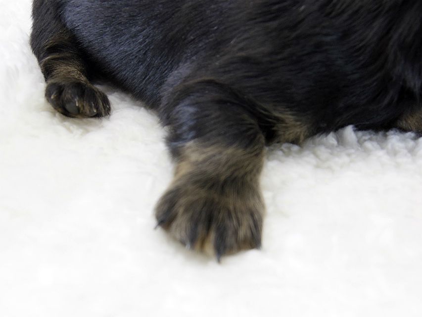 カニンヘン ダックスフンド 子犬 ブラック&タン 男の子