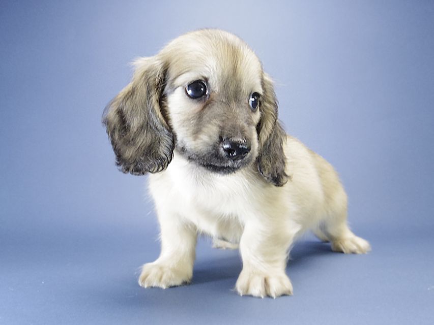 カニンヘン ダックスフンド シェリー.Tiとクッキーの赤ちゃん シェーデットクリーム 男の子2