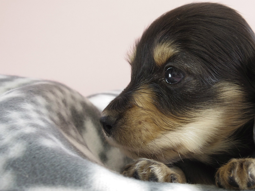 カニヘン　子犬　ブラクリ　男の子