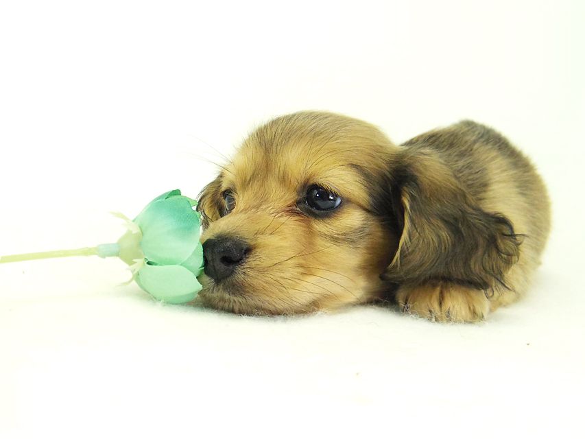 ダックスフンド カニンヘン なると & オスカルの子犬 シェーデットクリーム 女の子