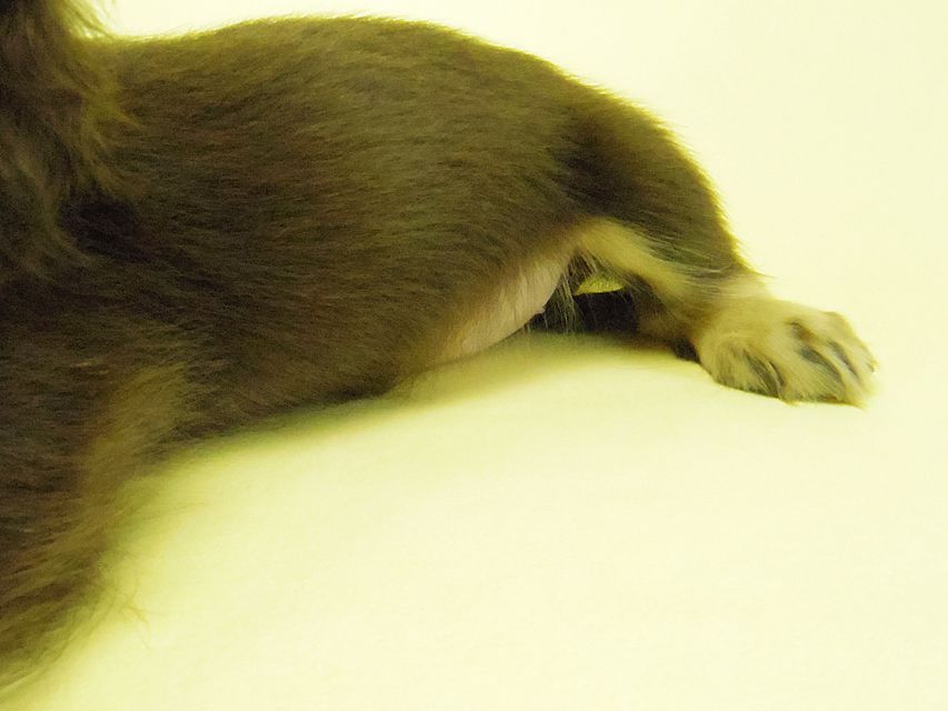 ダックスフンド 黒豆 & アサヒの子犬 チョコクリ 女の子