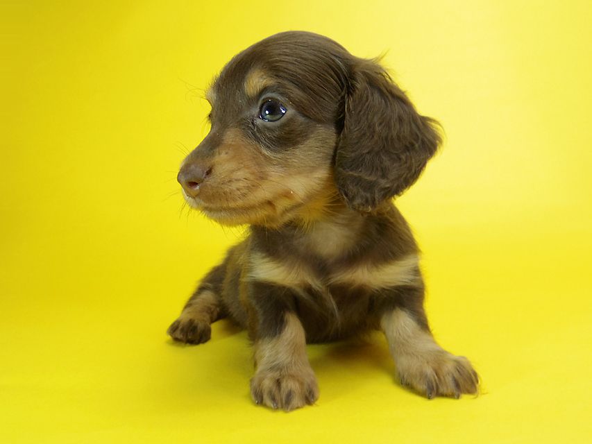 ダックスフンド ピノ & アレックスの赤ちゃん チョコタン 女の子①090 ダックスフンド ピノ & アレックスの赤ちゃん チョコタン 女の子①