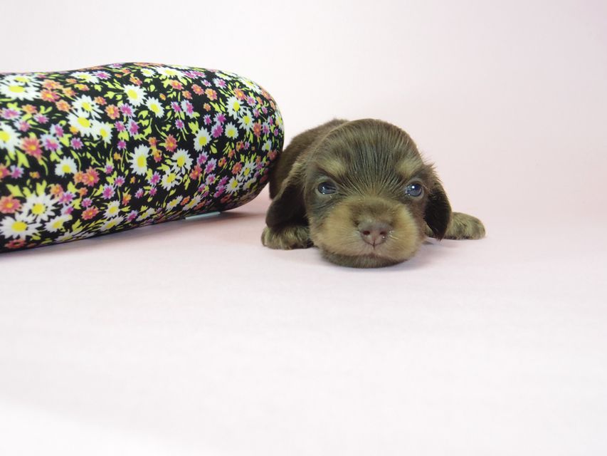 ダックスフンド ラム.mi & アサヒの赤ちゃん チョコクリーム 女の子