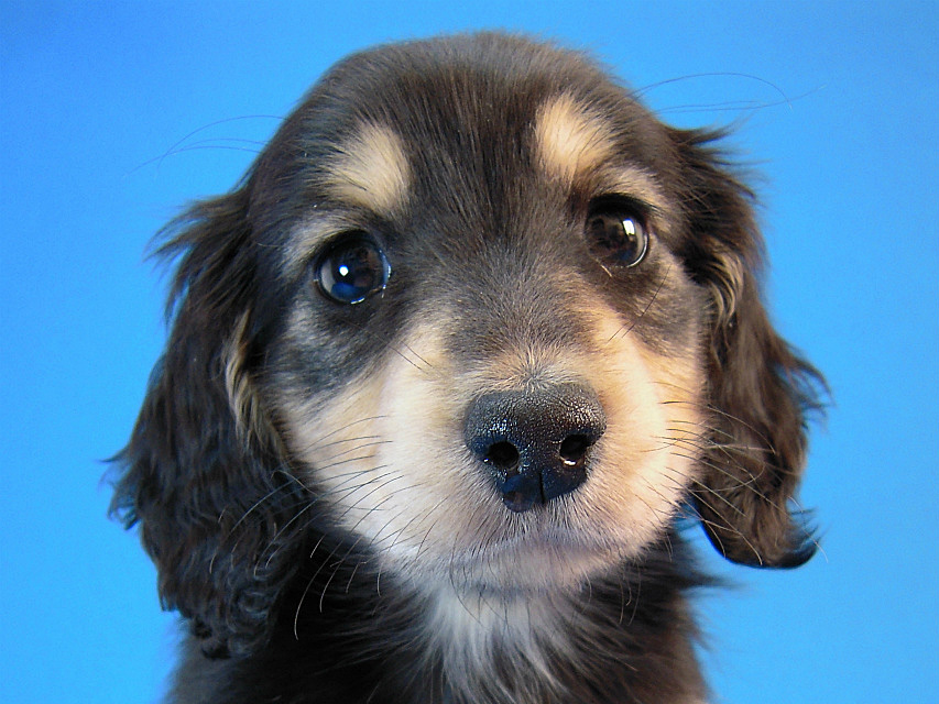 カニヘン　子犬　ブラタン男の子