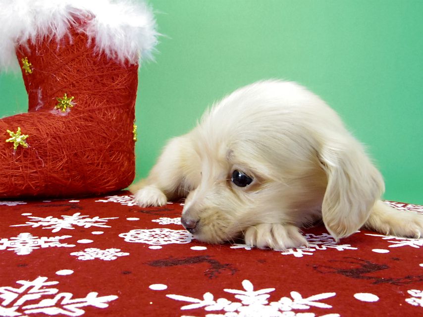 カニヘンダックス　子犬　ブラッククリーム男の子