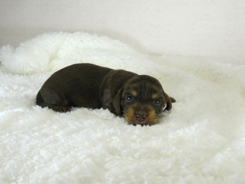 カニヘン 子犬 チョコクリ女の子 カニヘン 子犬 チョコクリ女の子