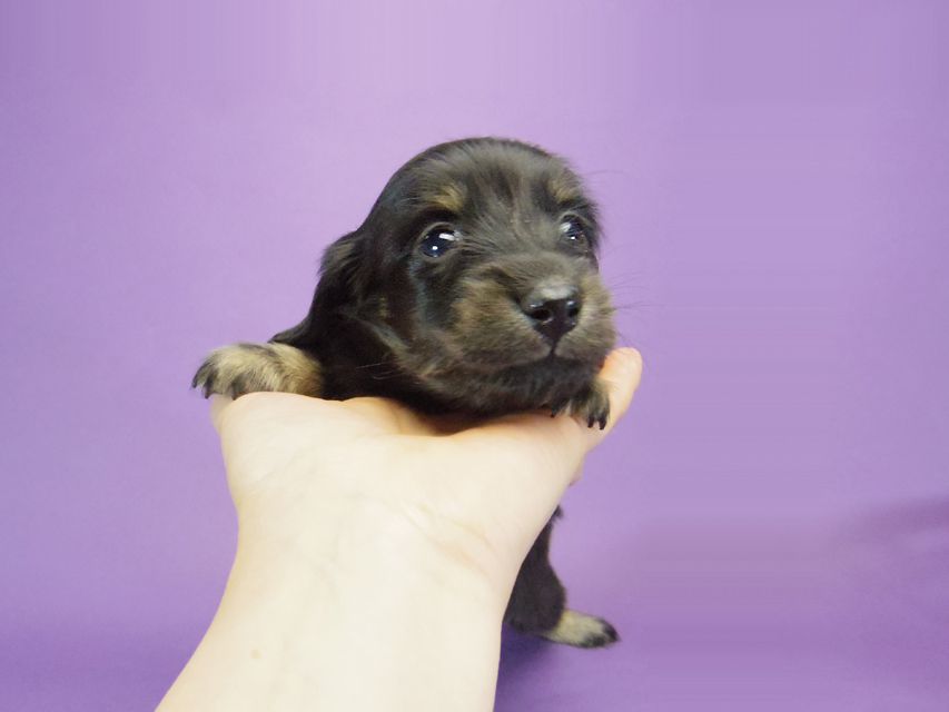 カニンヘン ダックスフンド グリム & オスカルの赤ちゃん ブラタン 男の子