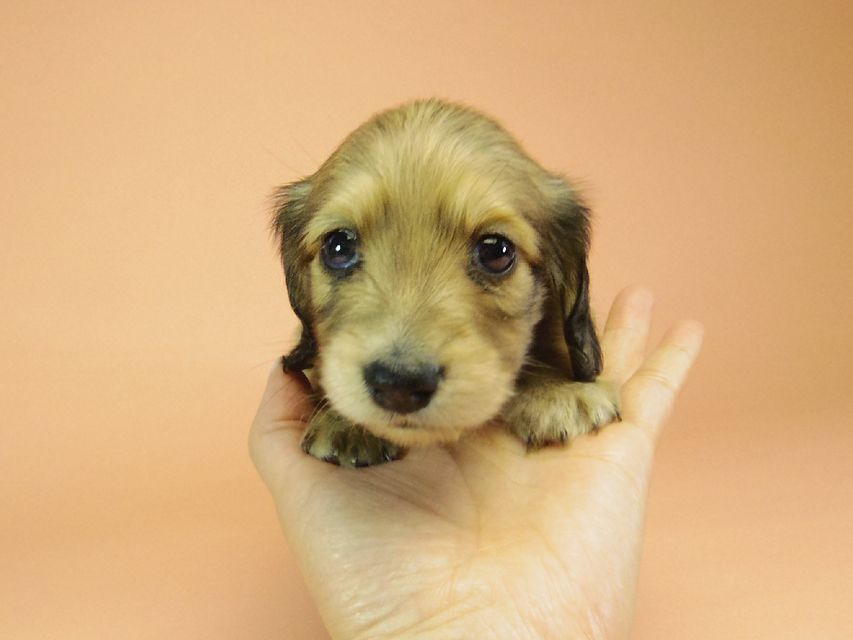 ダックスフンド カニンヘン グリム & オスカルの赤ちゃん
