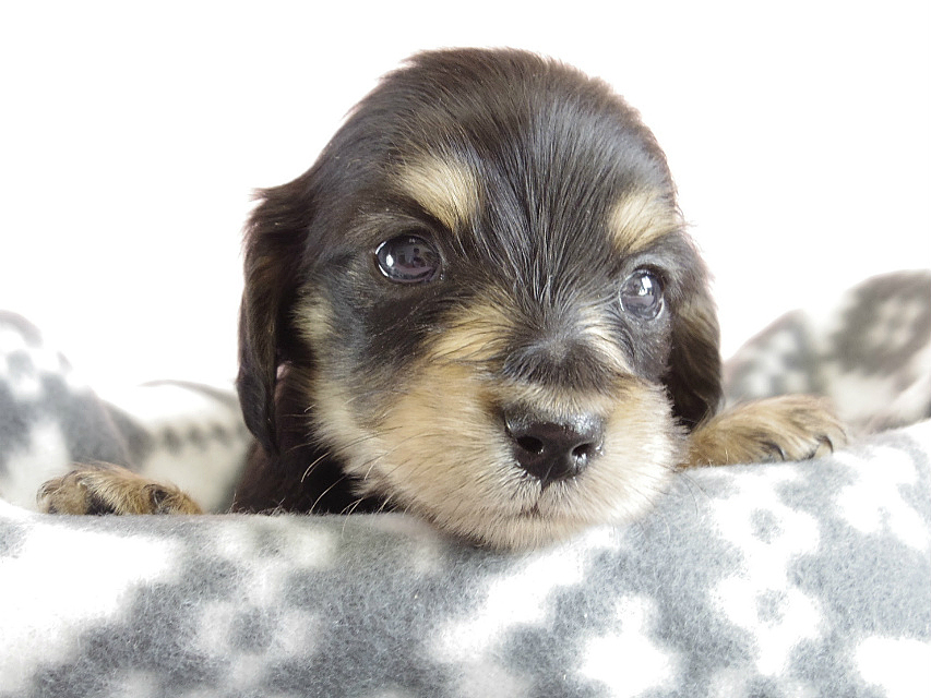 カニヘン　子犬　ブラクリ　男の子