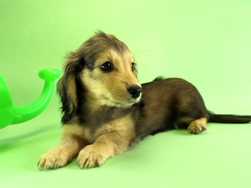 カニンヘンダックス 子犬 クリーム女の子 カニンヘンダックス 子犬 クリーム女の子