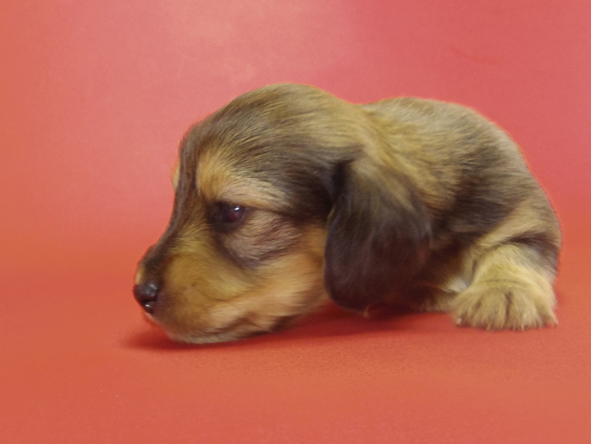 カニンヘン ダックスフンド ティアラの赤ちゃん カニンヘン ダックスフンド ティアラの赤ちゃん