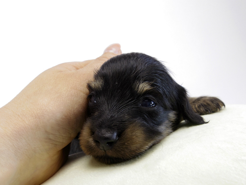 カニンヘン ダックスフンド 子犬 ブラッククリーム 男の子 カニンヘン ダックスフンド 子犬 ブラッククリーム 男の子