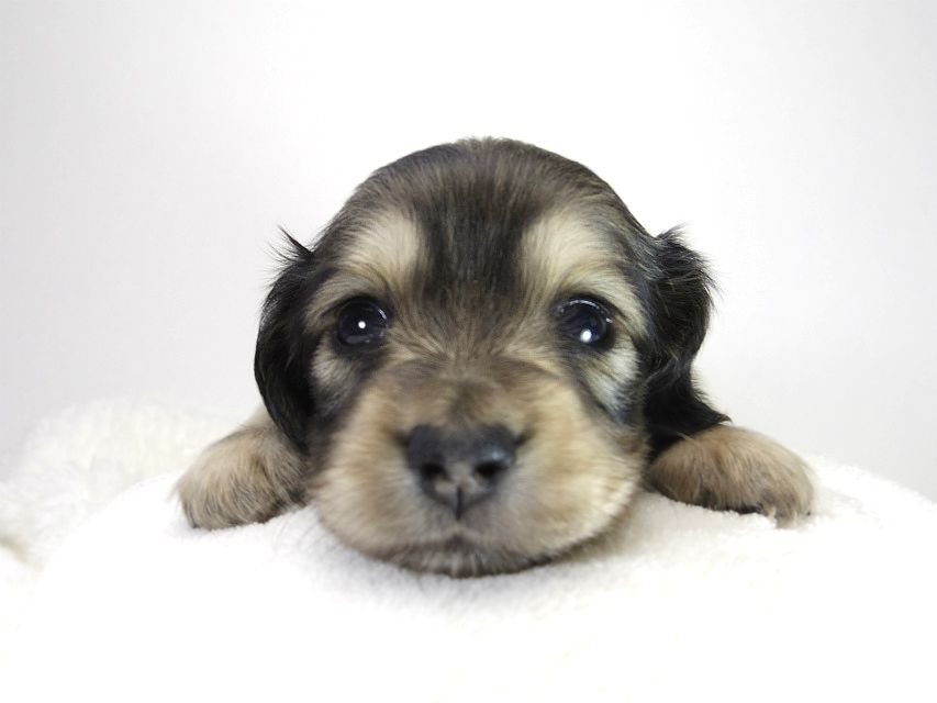 カニンヘン ダックスフンド 子犬 シェーデットクリーム 女の子 カニンヘン ダックスフンド 子犬 シェーデットクリーム 女の子