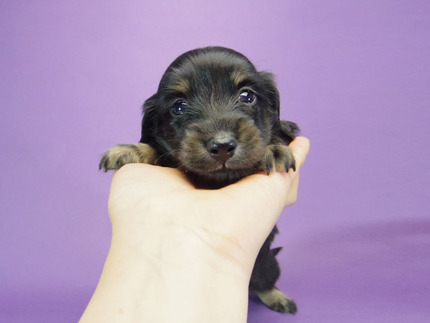 カニンヘン ダックスフンド グリム & オスカルの赤ちゃん ブラタン 男の子