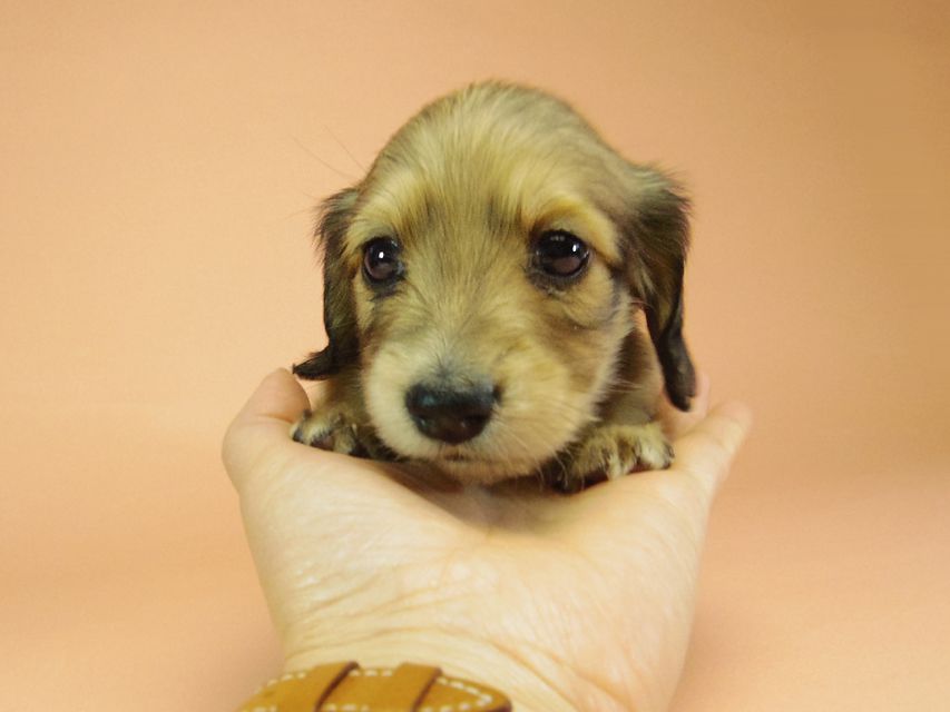 ダックスフンド カニンヘン グリム & オスカルの赤ちゃん