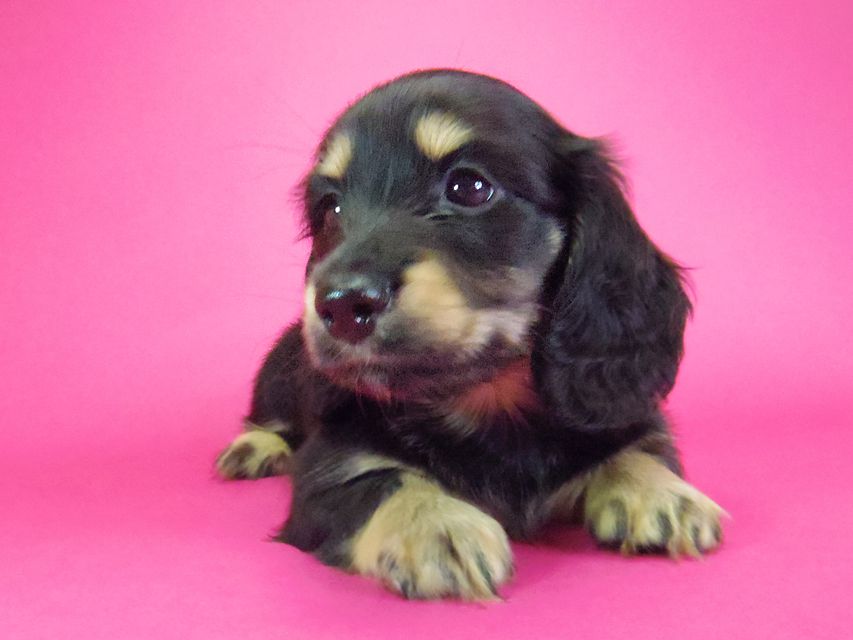 ダックスフンド わかば & 武蔵の子犬 ブラッククリーム 女の子