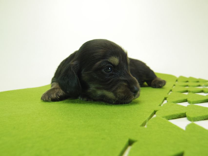 ダックスフンド ミニチュアダックス リールー & ジムダンディの子犬 ブラッククリーム 女の子 お写真初登場092 ダックスフンド ミニチュアダックス リールー & ジムダンディの子犬 ブラッククリーム 女の子 お写真初登場