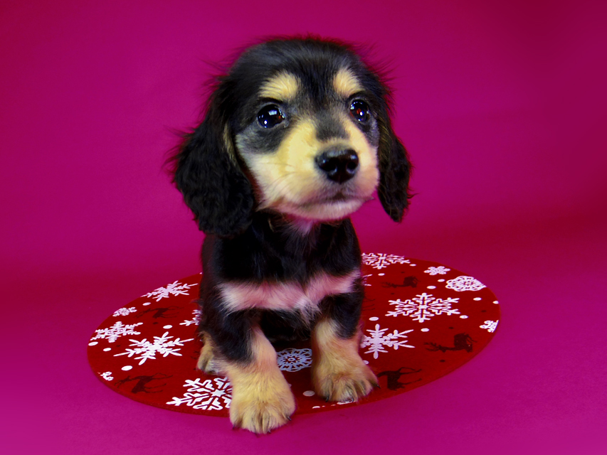 ダックスフンド SHELLY.mi & オスカルの子犬 ブラッククリーム 女の子②092 ダックスフンド SHELLY.mi & オスカルの子犬 ブラッククリーム 女の子②