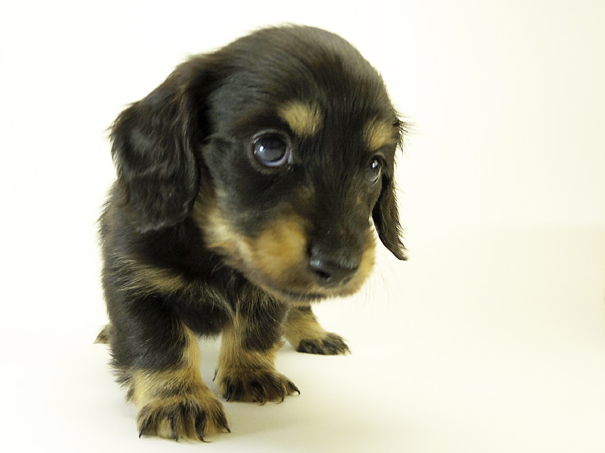 カニンヘン ダックスフンド 子犬 ブラッククリーム 男の子