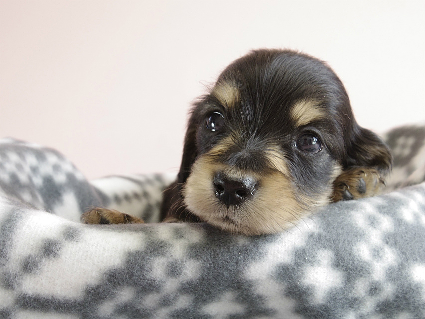 カニヘン　子犬　ブラクリ　男の子
