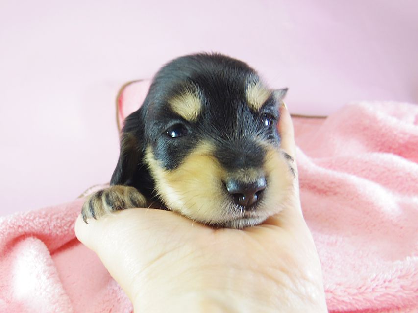 ダックスフンド ローラ.mi & アレックス ブラッククリーム 女の子② お写真初登場