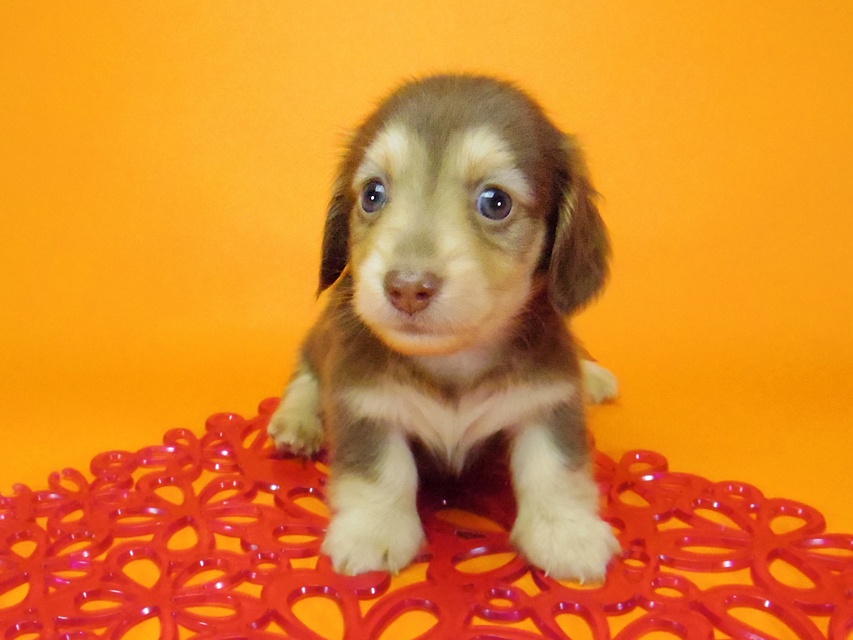 ダックスフンド アリス.mi & アサヒ チョコクリーム 女の子