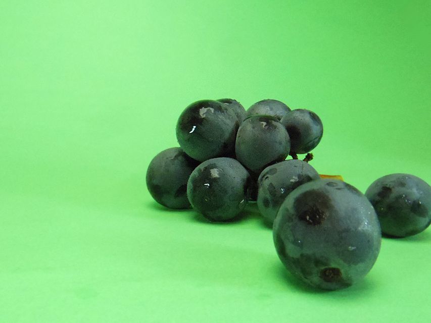 ダックスフンド わかば & 武蔵の子犬 シェーデットクリーム 女の子③