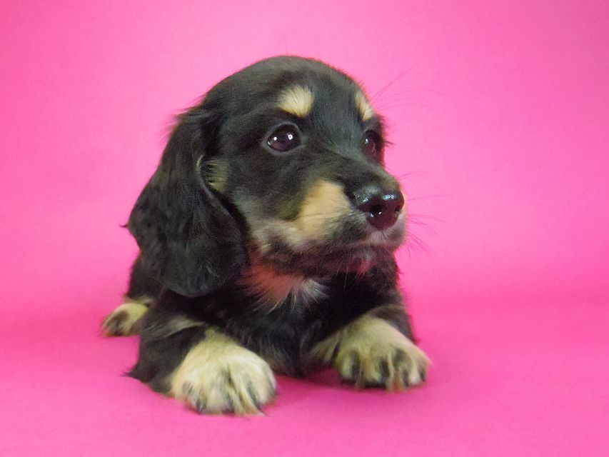 ダックスフンド わかば & 武蔵の子犬 ブラッククリーム 女の子