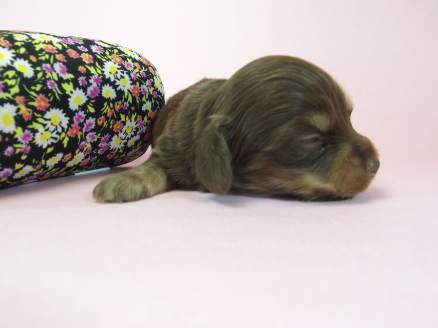 ダックスフンド ラム.mi & アサヒの赤ちゃん チョコクリーム 女の子