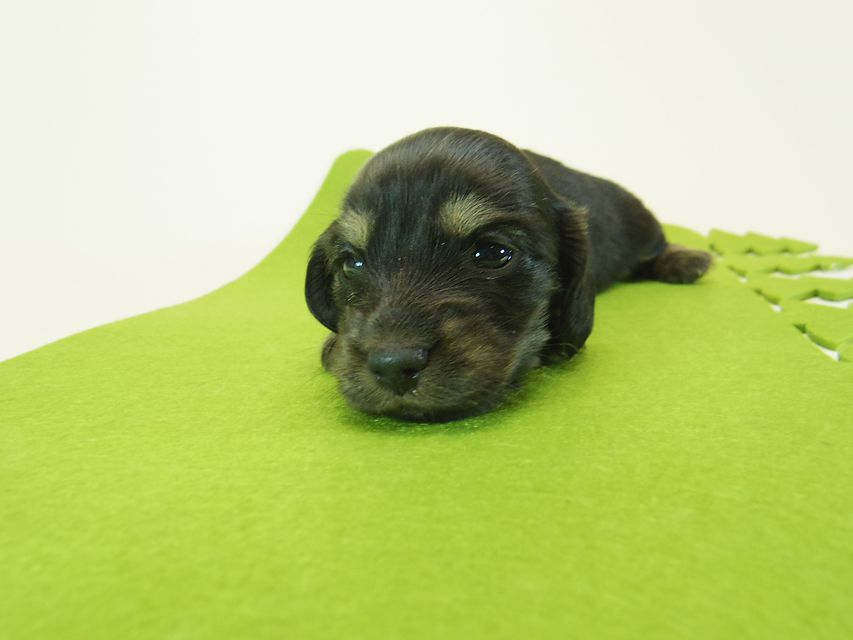 ダックスフンド ミニチュアダックス リールー & ジムダンディの子犬 ブラッククリーム 女の子 お写真初登場093 ダックスフンド ミニチュアダックス リールー & ジムダンディの子犬 ブラッククリーム 女の子 お写真初登場