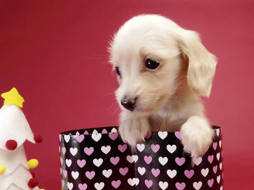 カニンヘン ダックスフンド ピュアクリーム女の子 カニンヘン ダックスフンド ピュアクリーム女の子