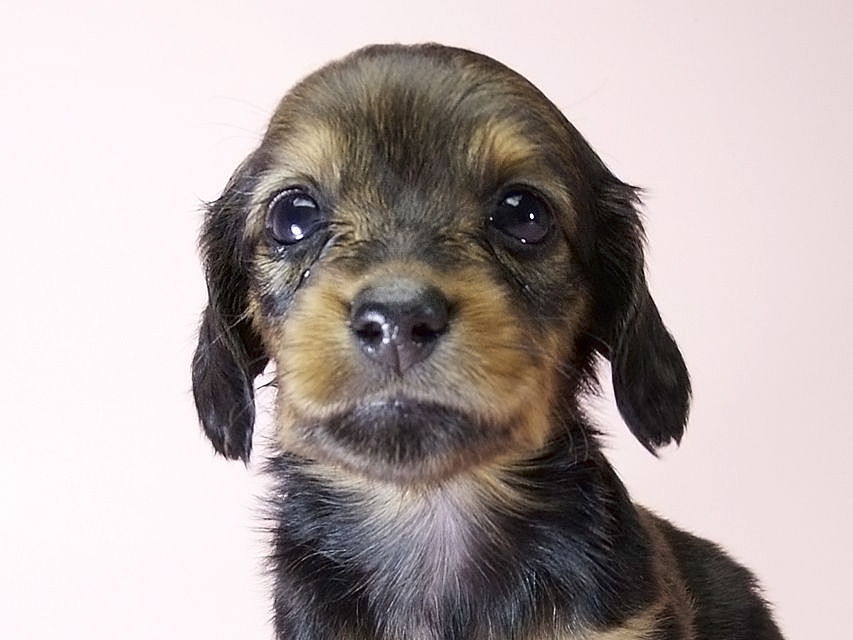 カニンヘン ダックスフンド 子犬 シェーデットレッド 女の子