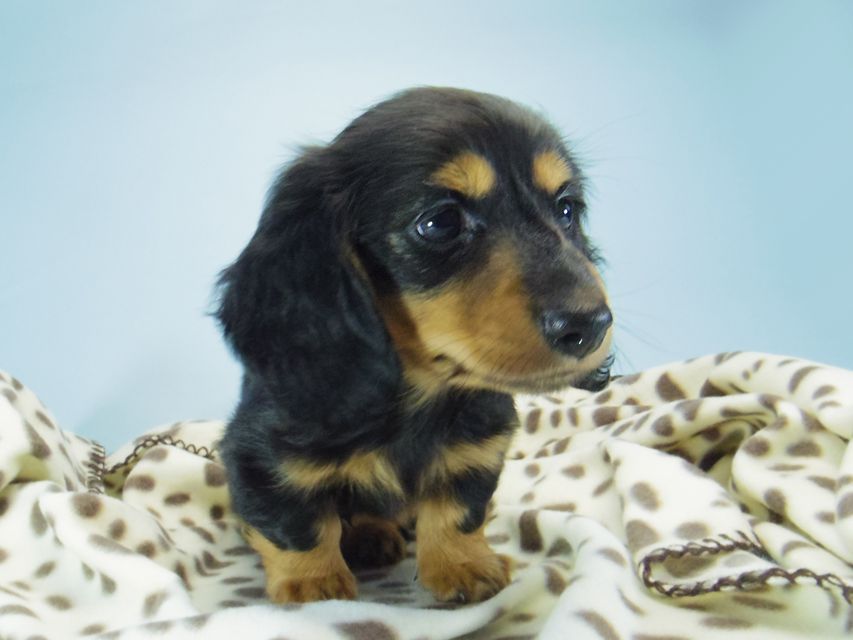 カニンヘン ダックスフンド小夏.ib & ジムダンディの赤ちゃん ブラックタン 男の子094 カニンヘン ダックスフンド小夏.ib & ジムダンディの赤ちゃん ブラックタン 男の子