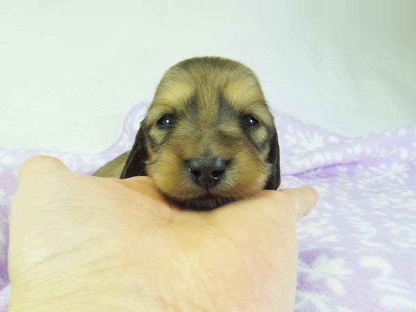 ダックスフンド アンジュ & ジムダンディーの子犬 シェーデットクリーム 女の子②094 ダックスフンド アンジュ & ジムダンディーの子犬 シェーデットクリーム 女の子②